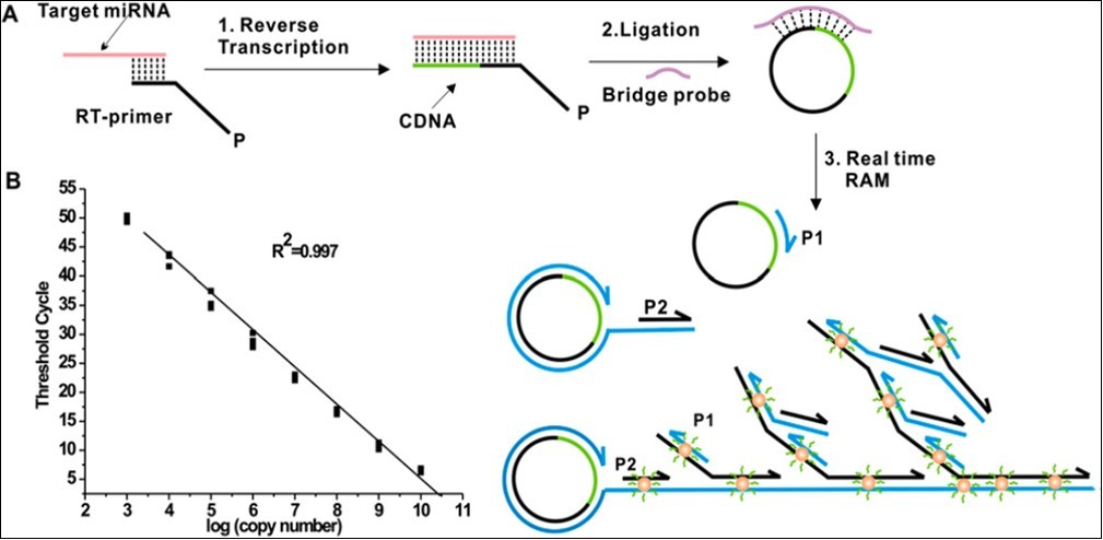 Principle of isothermal ramification amplification (RAM) for sensitive and real-time quantitative               analysis of miRNA. (A) This assay that is based on threshold cycle (CT) principle. It has three coordinated steps: 1. Reverse transcription of miRNA, 2. C-Probe ligation, and 3. Ramification amplification. (B) Dynamic range and sensitivity of Synthetic let-7a (from 103 to 1010 copies per reaction, 10 nM to 1 fM) (26).