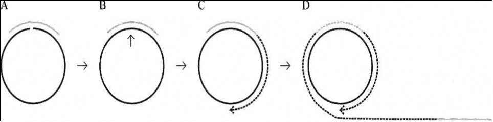 Principle of a miRNA detection system based on padlock probe recognition of miRNAs and rolling                 circle amplification (RCA). (A) Padlock probes are linear DNA probes where terminal sequences are designed to specifically recognize and hybridize to two adjacent sequences of a particular miRNA. (B) The padlock probes annealing to the perfectly matching miRNA termplate are circularized upon addition of DNA ligase. (C) After ligation the annealed miRNA serves as a primer for linear rolling circle amplification by a phi29 DNA                     polymerase. (D) The phi29 DNA polymerase facilitates rolling circle amplification, thereby producing a DNA product containing multiple copies of the miRNA sequence [from  (24).