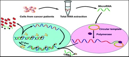 Principle of rolling circle amplification combined with a T7 exonuclease-assisted cyclic enzymatic  (RCA-CEAM) dual amplification method for highly sensitive detection of miRNA molecules (27).