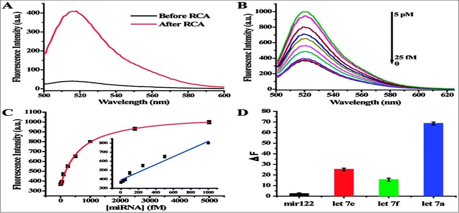 Sensitive and selective miRNA detection using the dual amplification method. (A) Fluorescence             spectra before and after RCA reaction. (B) Fluorescence spectra of dual amplification method over a range of target miRNA concentrations. (C)  The relationship between the fluorescence intensity change and target            miRNA concentration. (D)  The dual signal amplification assay differentials the let-7 family. From reference (27).