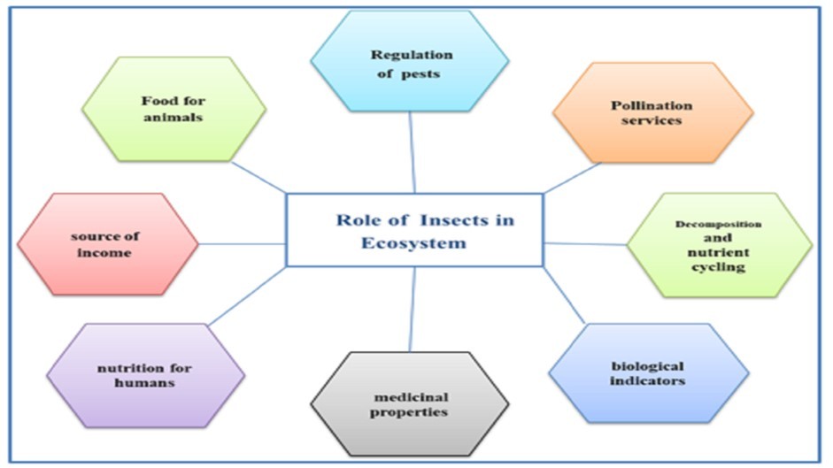 The Role of Insects in Ecosystem (Source: Mansowr ZF, 2025)