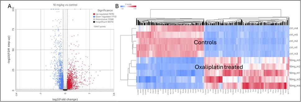Transcriptional profiling of bone marrow in mice treated with 10 mg/kg oxaliplatin vs controls, weekly for 8 weeks. A. Volcano plot of gene expression affected by oxaliplatin treatment. (·) Blue dots: downregulated by oxaliplatin with FC < -1.5 and FDR<0.05. (·) Red dots: Upregulated by oxaliplatin with FC > 1.5 and FDR <0.05. Dashed vertical lines represent the -1.5x and 1.5x FC borders. Dashed horizontal line represent the FDR = 0.05. B. Heatmap of DEGs with |FC| > 1.5 affected by oxaliplatin treatment. First 5 rows correspond to the control untreated group, lower rows correspond to mice threated with 10 mg/kg oxaliplatin weekly for 8 weeks.