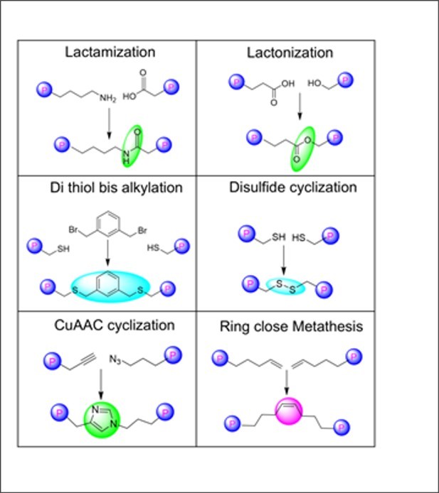 Figure 3. Types of different side chain to side chain cyclization strategy