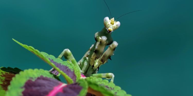 International Journal of Entomology - Phytophygus pests