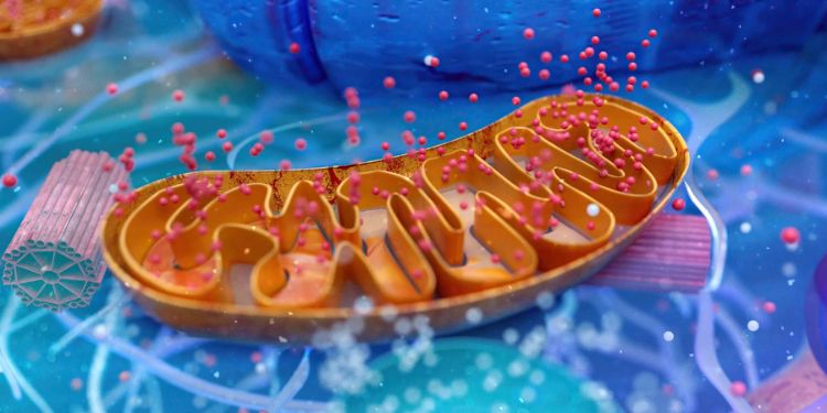  Journal of Antioxidant Activity - metal-ligand homeostasis