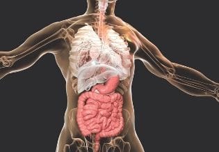 International Journal of Human Anatomy